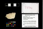Foto (Objekt + Etikett) von Pithonoton marginatum (von Meyer, 1842)  (NHMW-GEO-2014-0194-0874)